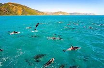 Dolphin, Sea Cave & Captain Cook Snorkel Combo in Kealakekua Bay