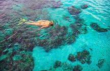 Dolphin, Sea Cave & Captain Cook Snorkel Combo in Kealakekua Bay