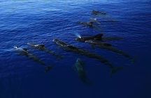 Dolphin, Sea Cave & Captain Cook Snorkel Combo in Kealakekua Bay