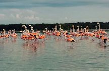 Visit Sisal with Kayak and lunch from Mérida with pickup