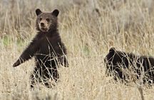 Private Small Group Yellowstone Wildlife Safari