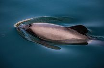 Akaroa Private Day Tour From Christchurch (Carbon Neutral)