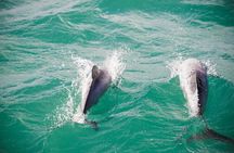 Akaroa Private Day Tour From Christchurch (Carbon Neutral)