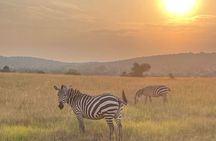 5 Days 4 Nights Akagera Safari and Chimpanzee Trekking Rwanda
