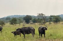 5 Days 4 Nights Akagera Safari and Chimpanzee Trekking Rwanda