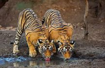 5 Day Private Tour of Tigers, Taj Mahal and Palaces from Cochin 