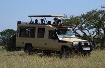  Nairobi Park Wildlife Safari