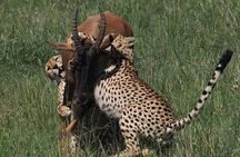  Nairobi Park Wildlife Safari