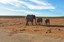 4 Day Addo to Karoo Safari