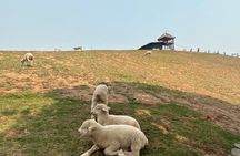 1 Day Private Tour White Temple and Renewed Doichang Coffee