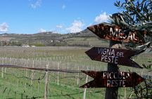 Verona - Cellar Tour and Tasting of NATURAL WINES