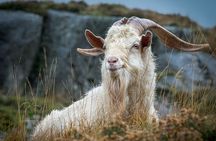 North Wales and Caernarfon Castle day tour from Chester