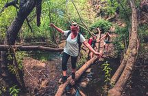 Full Day Rainforest Tour with Tasting and Swimming Time ツ