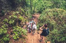 Full Day Rainforest Tour with Tasting and Swimming Time ツ