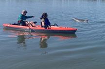Dolphin and Manatee Adventure tour of Osprey with Florida History