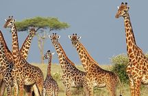 2 Day Tala Private Game Reserve & Sani Pass Tour From Durban