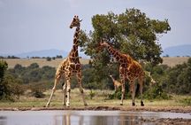 Full Day Isimangaliso Wetlands Park -Croc & Hippo &Game Fr Durban
