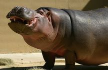 Full Day Isimangaliso Wetlands Park -Croc & Hippo &Game Fr Durban
