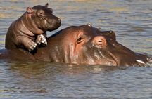 2-Day Hluhluwe Imfolozi and Isimangaliso Wetlands Tour Fro Durban