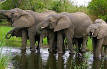 2-Day Hluhluwe Imfolozi and Isimangaliso Wetlands Tour Fro Durban