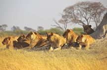2-Day Hluhluwe Imfolozi and Isimangaliso Wetlands Tour Fro Durban