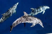 Whale Watching by Sea World Cruises