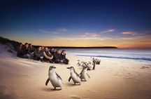 Full-Day Private Australian Wildlife Tour of Phillip Island