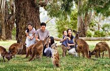 Full-Day Private Australian Wildlife Tour of Phillip Island