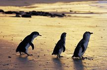 Full-Day Private Australian Wildlife Tour of Phillip Island