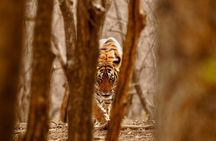 5 Day Private Tour of Tigers, Taj Mahal and Palaces from Cochin 