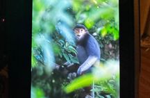 Endangered Monkeys Watching - Red Shanked Douc Langurs