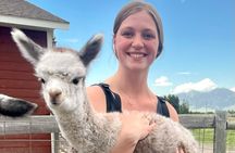 Alpaca and Llama Farm Tour