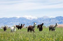 Alpaca and Llama Farm Tour