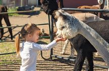 Alpaca and Llama Farm Tour