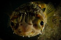 Private Beginner Scuba Diving Experience in Cabo San Lucas