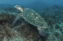 Private Beginner Scuba Diving Experience in Cabo San Lucas