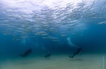 Private Beginner Scuba Diving Experience in Cabo San Lucas