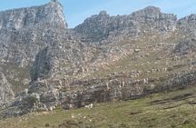 Cape Town: Robben lsland plus Table Mountain Tour