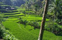 Ubud Highlights: Sacred Monkey Forest, Rice Terraces, Waterfall