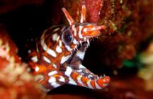 Enjoy diving In Izu,discover scuba diving for nondiver.