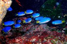 Enjoy diving In Izu,discover scuba diving for nondiver.