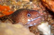 Enjoy diving In Izu,discover scuba diving for nondiver.