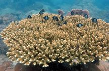 Koh Rong Snorkeling Tour (Private)