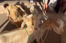 Private Friday Cattle Market-Nizwa and Jebel Akhdar-Full-Day Tour