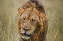 4-Day Private Masai Mara Kenya Safari Tour 