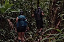 Full-Day Adventure in Corcovado National Park from Drake Bay