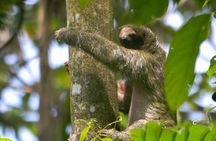 Slothies and Birds Sightseeing 