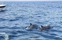 Oman's Coastal Magic Dolphin Watching Tour in Muscat