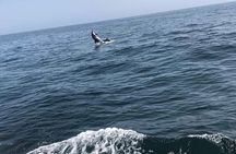 Oman's Coastal Magic Dolphin Watching Tour in Muscat