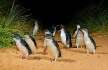 Golden Hour Penguins Express Tour with Pickups on Phillip Island
